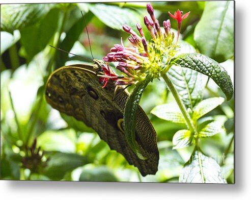 Butterfly Metal Print featuring the photograph Subtle by Leslie Leda