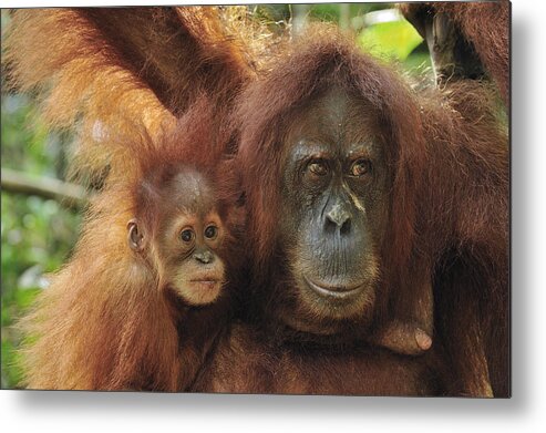 Mp Metal Print featuring the photograph Sumatran Orangutan Pongo Abelii Mother by Thomas Marent