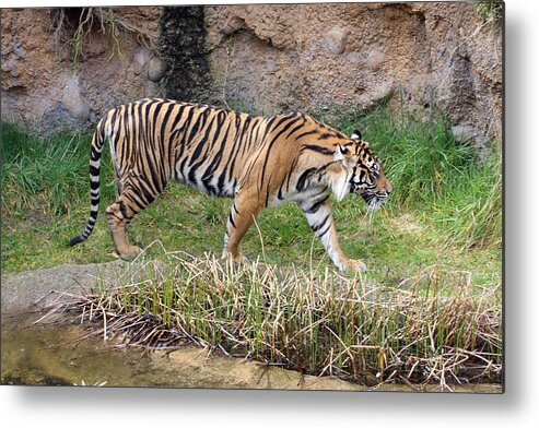 Point Defiance Metal Print featuring the photograph Sumatran Tiger - 0006 by S and S Photo