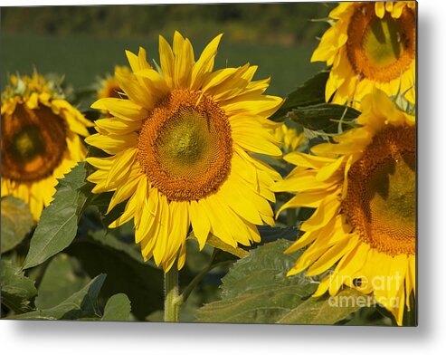 Sun Flower Metal Print featuring the photograph Sun Flower by William Norton