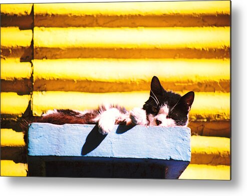 Argentina Metal Print featuring the photograph Sunbathing Feline by Claude Taylor