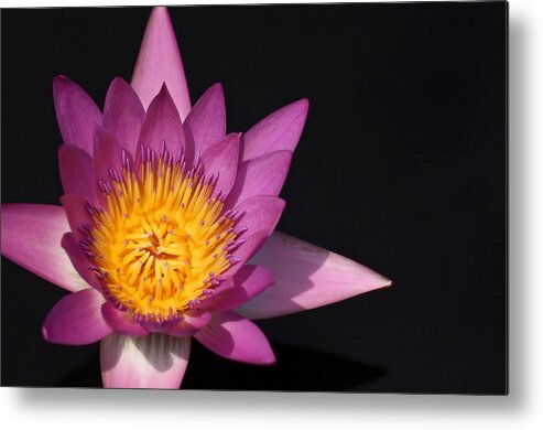 Water Lily Metal Print featuring the photograph Sunburst by Katherine White