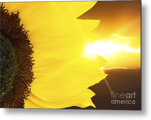Sunflower Metal Print featuring the photograph Sunflower and sunset by Simon Bratt