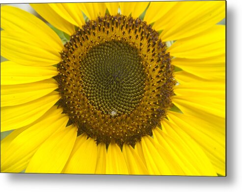 Colorful Metal Print featuring the photograph Sunflower Center by James BO Insogna