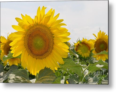 Sunflower Metal Print featuring the photograph Sunflower by Cheryl McClure