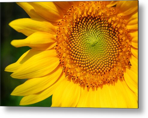 Flower Metal Print featuring the photograph Sunflower by Craig Leaper