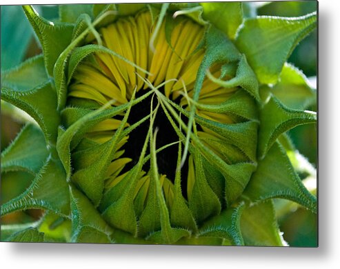 Sunflower Metal Print featuring the photograph Sunflower Kisses by Tikvah's Hope