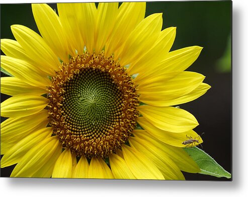 Helianthus Annuus Metal Print featuring the photograph Sunflower With Insect by Daniel Reed