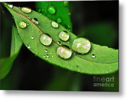 Photography Metal Print featuring the photograph Sunlit Water Droplets by Kaye Menner