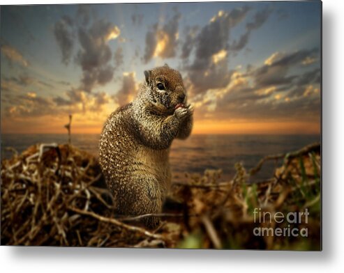 Sunset Metal Print featuring the photograph Sunset Squirrel by Daniel Knighton