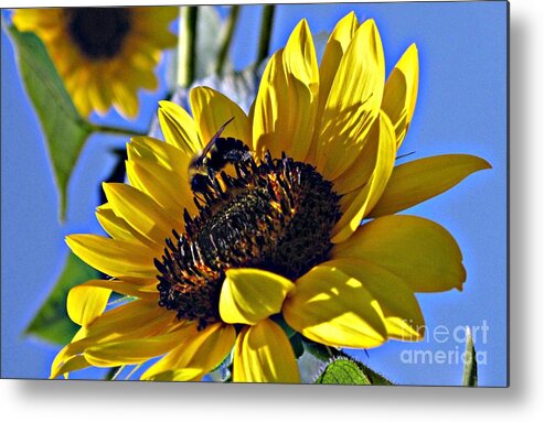 Yellow Flowers Metal Print featuring the photograph Sunshine Visitor by Louise Peardon
