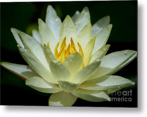 Floral Metal Print featuring the photograph Sunshine Water Lily by Living Color Photography Lorraine Lynch