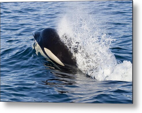 00999108 Metal Print featuring the photograph Surfacing Orca Spouting by Flip Nicklin