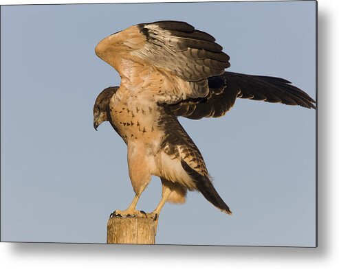 Hawk Metal Print featuring the photograph Swainson Hawk on Post by Mark Duffy