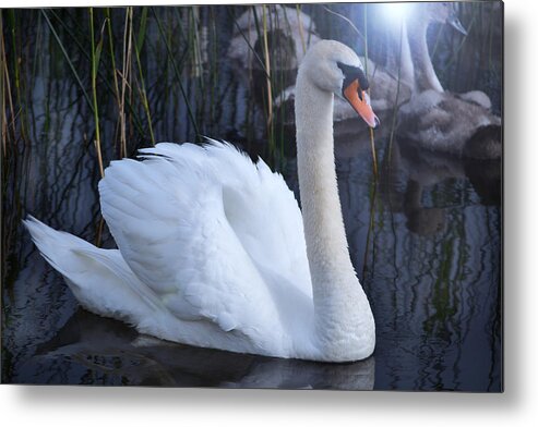 Swans Metal Print featuring the photograph Swan Lake. by Terence Davis