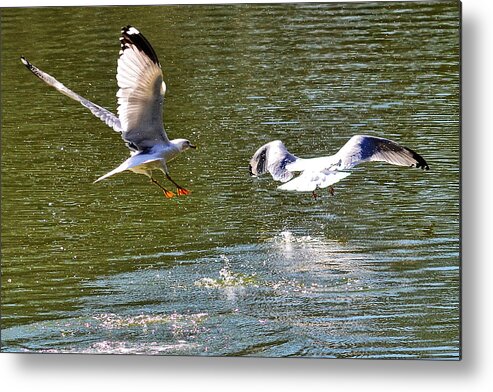 Seagull Metal Print featuring the photograph Tag You're It by Kelly Reber