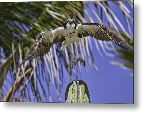 Osprey Metal Print featuring the photograph Take Off by Mark Harrington