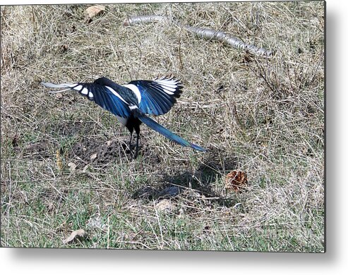 Magpie Metal Print featuring the photograph Taking Off by Dorrene BrownButterfield