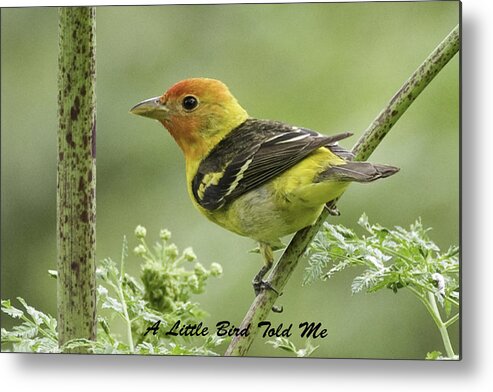 Little Bird Metal Print featuring the photograph Tanager Card by Betty Depee