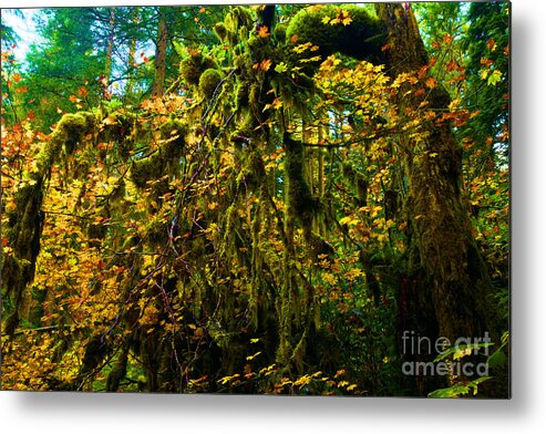 Silver Falls State Park Metal Print featuring the photograph Temperate Rain Forest by Adam Jewell