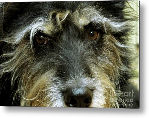 Dog Metal Print featuring the photograph That's My Scruffy Dog by Kathie McCurdy