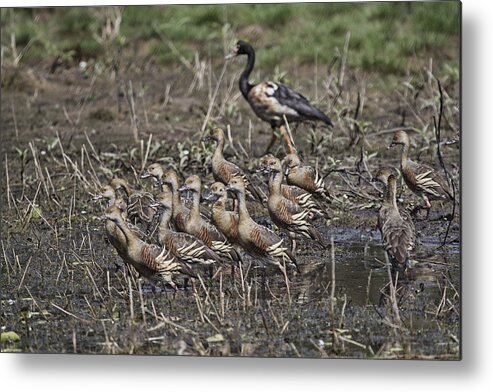 Plumed Whistling Ducks Metal Print featuring the photograph The Billabong V15 by Douglas Barnard