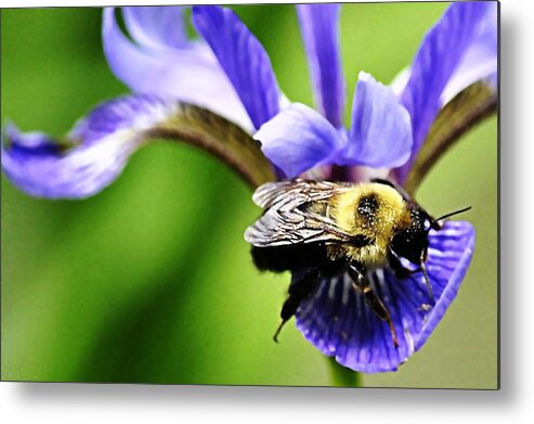  Bumble Bee With Pollen Metal Print featuring the photograph Bumble Bee with pollen and Iris flower by Marysue Ryan