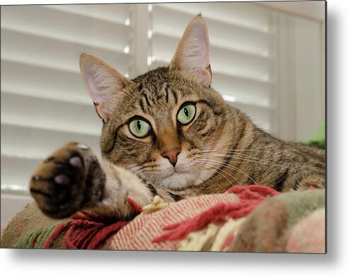 Cat Metal Print featuring the photograph The cat with green eyes by Michael Goyberg