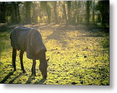 Horse Metal Print featuring the photograph The Cold Horse by Justin Albrecht