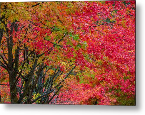 Fall Metal Print featuring the photograph The Color of Fall by Ken Stanback