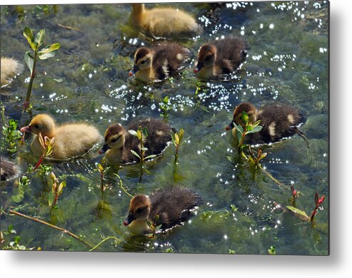 Teresa Blanton Metal Print featuring the photograph The Crew by Teresa Blanton