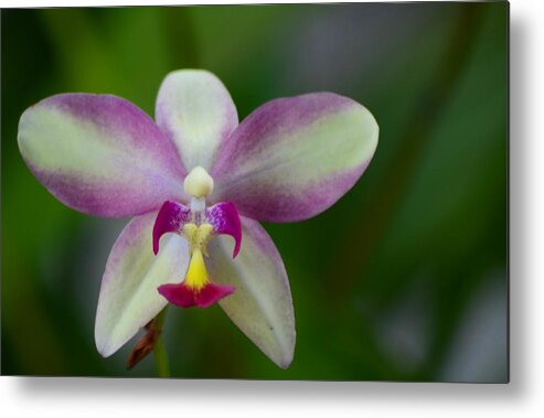 Orchid Metal Print featuring the photograph The Edison Orchid by Melanie Moraga