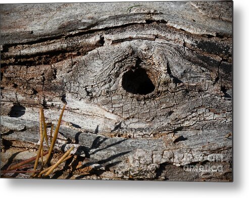 Nature Metal Print featuring the photograph The Knot by Todd Blanchard