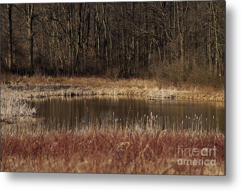 Waterhole Oasis Pond Drinking Pool Dry Forest Thirst Earth Colors Winter Metal Print featuring the photograph The Oasis by Vilas Malankar