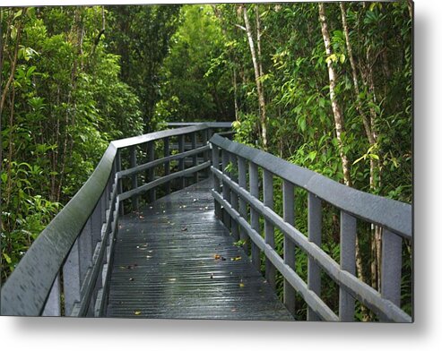 Florida State Parks Metal Print featuring the photograph The Path by Andrea OConnell