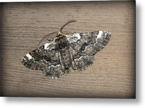 Moth Metal Print featuring the photograph The Peppered Moth by Kim Galluzzo