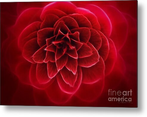 Red Camellia Metal Print featuring the photograph The Queen of seduction by Danuta Bennett