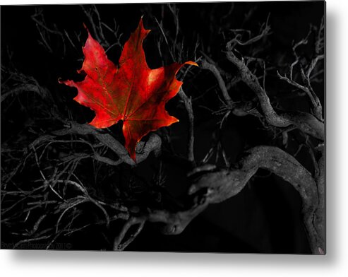 Autumn Metal Print featuring the photograph The Red Leaf by B Cash