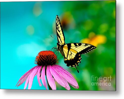Butterfly Metal Print featuring the photograph The Return by Lois Bryan