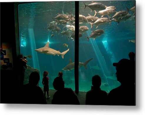 Aquarium Metal Print featuring the photograph The Shark Tank by Margaret Pitcher