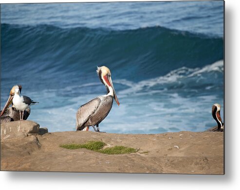 Bird Metal Print featuring the photograph The Wave by Margaret Pitcher
