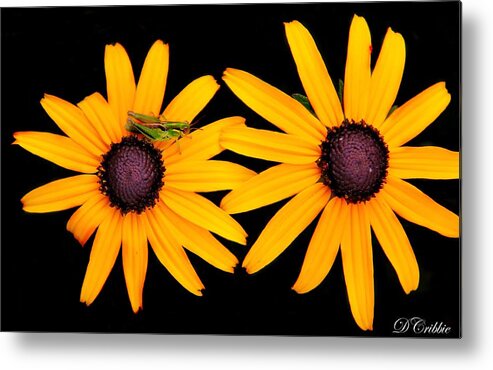 Yellow Metal Print featuring the photograph The Yellow Rudbeckia by Davandra Cribbie