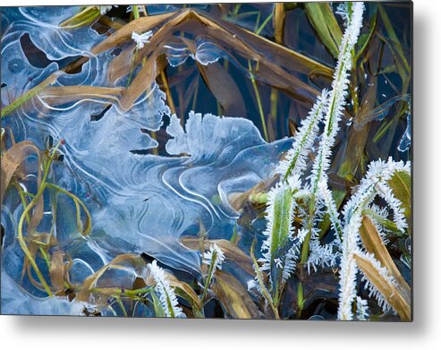 Grass Metal Print featuring the photograph Thin Ice by Rob Hemphill