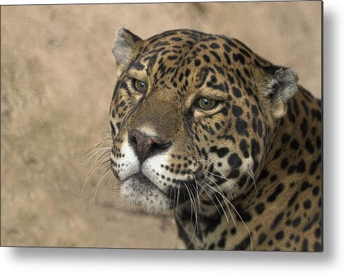 Animals Metal Print featuring the photograph Thinking by Cheri McEachin