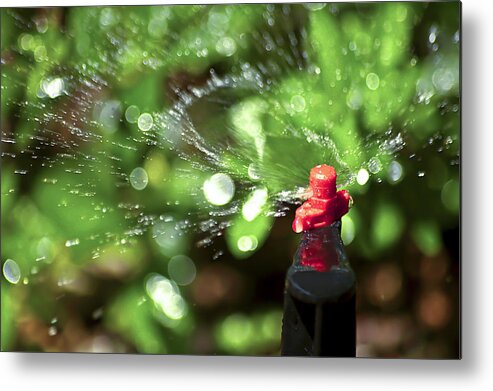 Watering Garden Metal Print featuring the photograph Thirsty by Carolyn Marshall