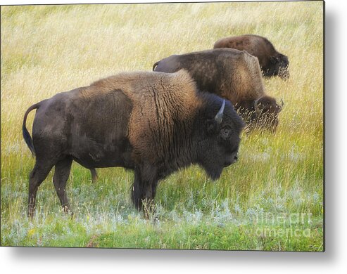 Wildlife Metal Print featuring the photograph Three Bison by Dennis Hammer