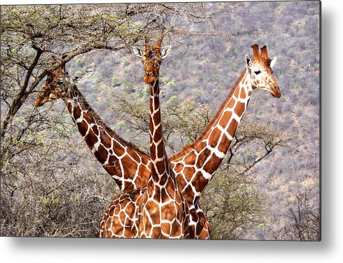 Kenya Metal Print featuring the photograph Three headed giraffe by Tony Murtagh