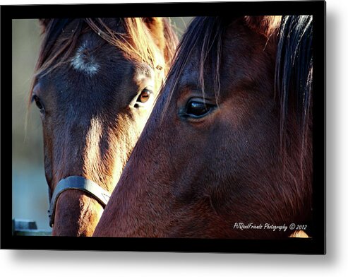  Metal Print featuring the photograph 'Three Horse Eyes' by PJQandFriends Photography