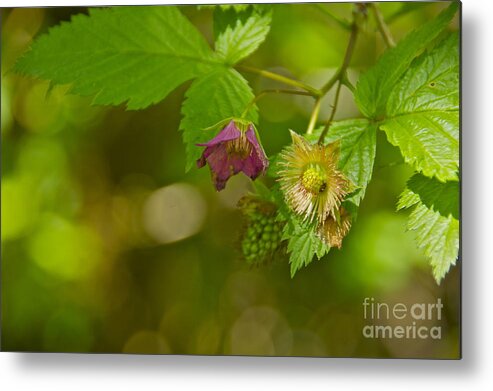 Photography Metal Print featuring the photograph Three Stages of Salmonberry by Sean Griffin