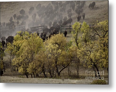 Buffalo Metal Print featuring the photograph Thunder in the Black Hills by Kate Purdy
